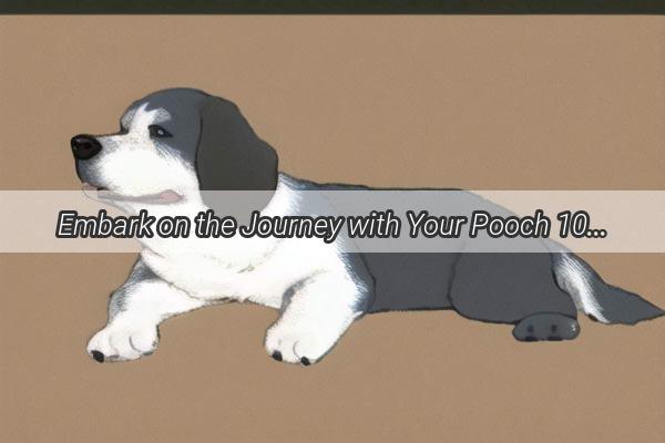 Embark on the Journey with Your Pooch 10 MustKnow Car Riding Taboos for Dog Owners